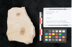 Foto (Objekt + Etikett) von Terminalia sp. (NHMW-GEO-2024-0188-11465)